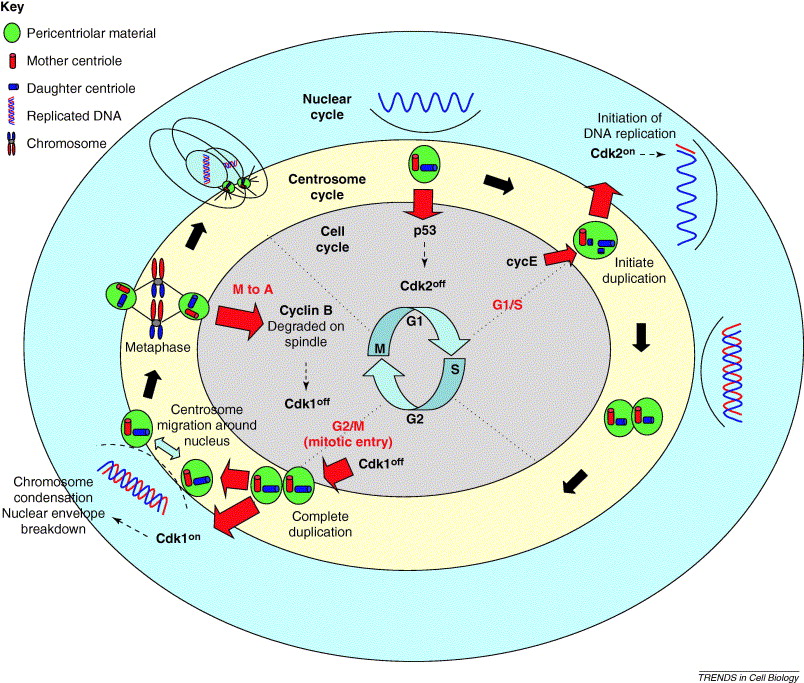 Cell Cycle Diagram